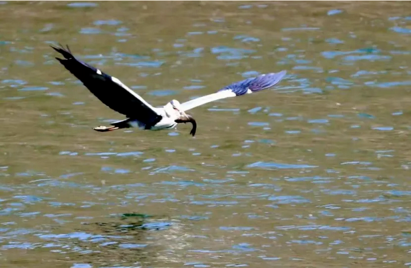 春日觀鳥(niǎo)系列｜赴一場(chǎng)永定河畔的“銀鷗”春日芭蕾