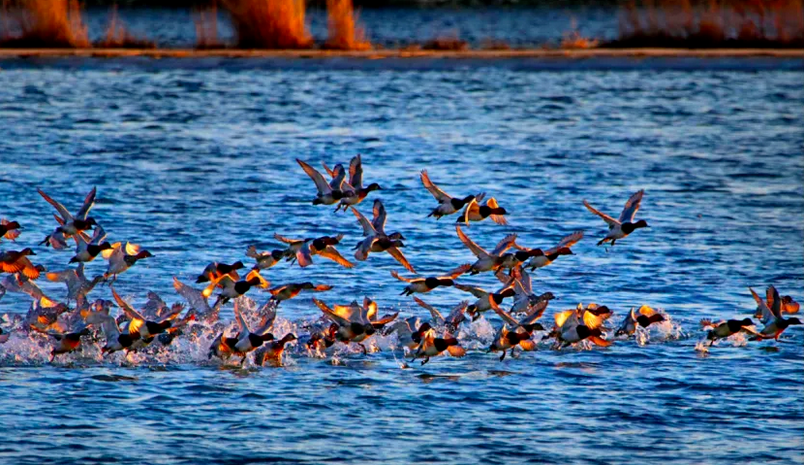 春日觀鳥(niǎo)系列｜赴一場(chǎng)永定河畔的“銀鷗”春日芭蕾