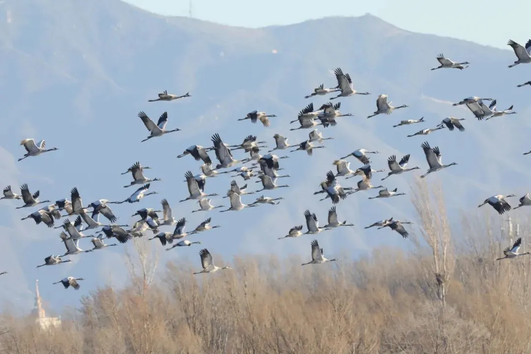 三月鶴聚野鴨湖｜灰鶴成群北遷停歇 上演延慶春日候鳥(niǎo)回歸生態(tài)大片
