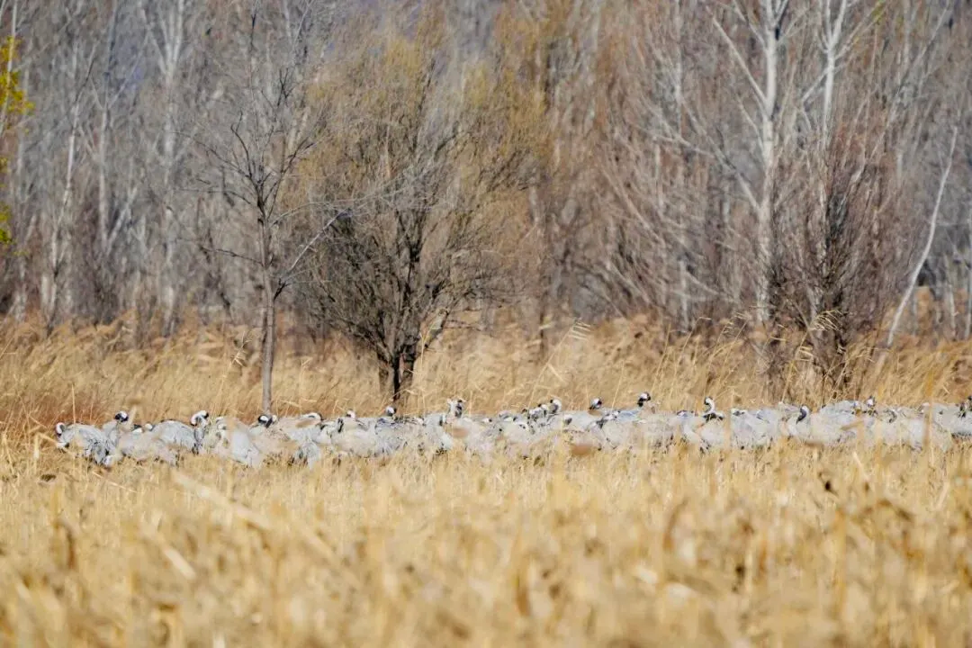 三月鶴聚野鴨湖｜灰鶴成群北遷停歇 上演延慶春日候鳥(niǎo)回歸生態(tài)大片