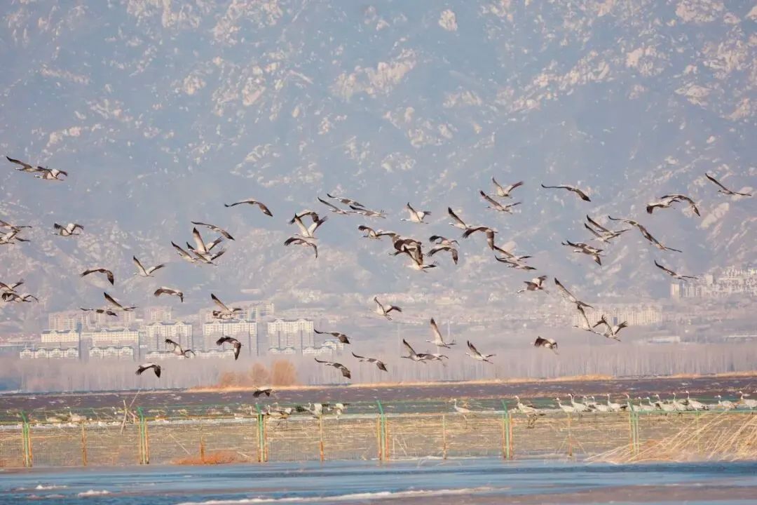 三月鶴聚野鴨湖｜灰鶴成群北遷停歇 上演延慶春日候鳥(niǎo)回歸生態(tài)大片