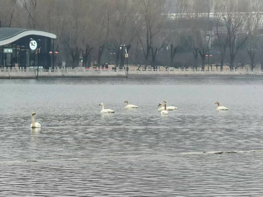 7只野生白天鵝驚現(xiàn)蓮花池公園！北京城區(qū)濕地迎來 “生態(tài)貴客”！