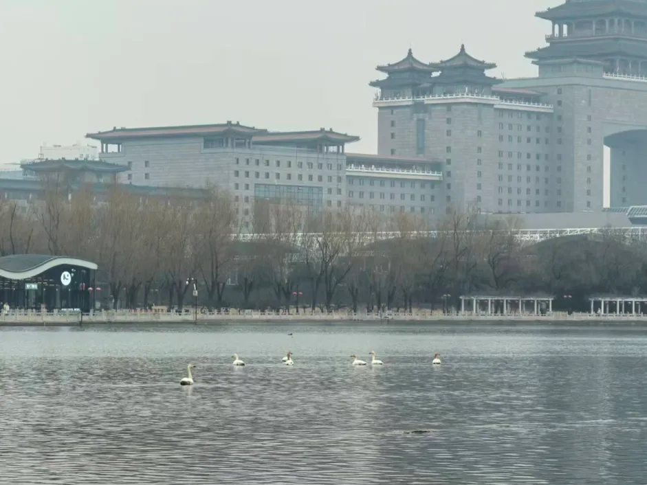 7只野生白天鵝驚現(xiàn)蓮花池公園！北京城區(qū)濕地迎來 “生態(tài)貴客”！