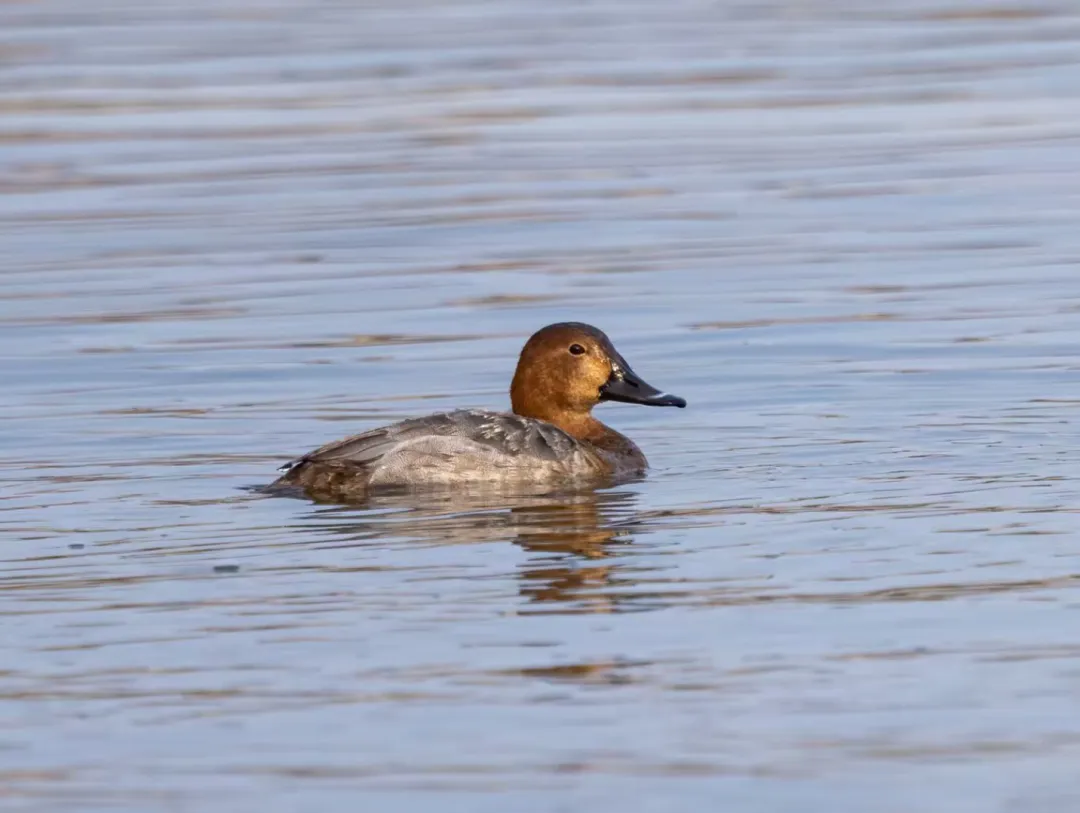 7只野生白天鵝驚現(xiàn)蓮花池公園！北京城區(qū)濕地迎來 “生態(tài)貴客”！