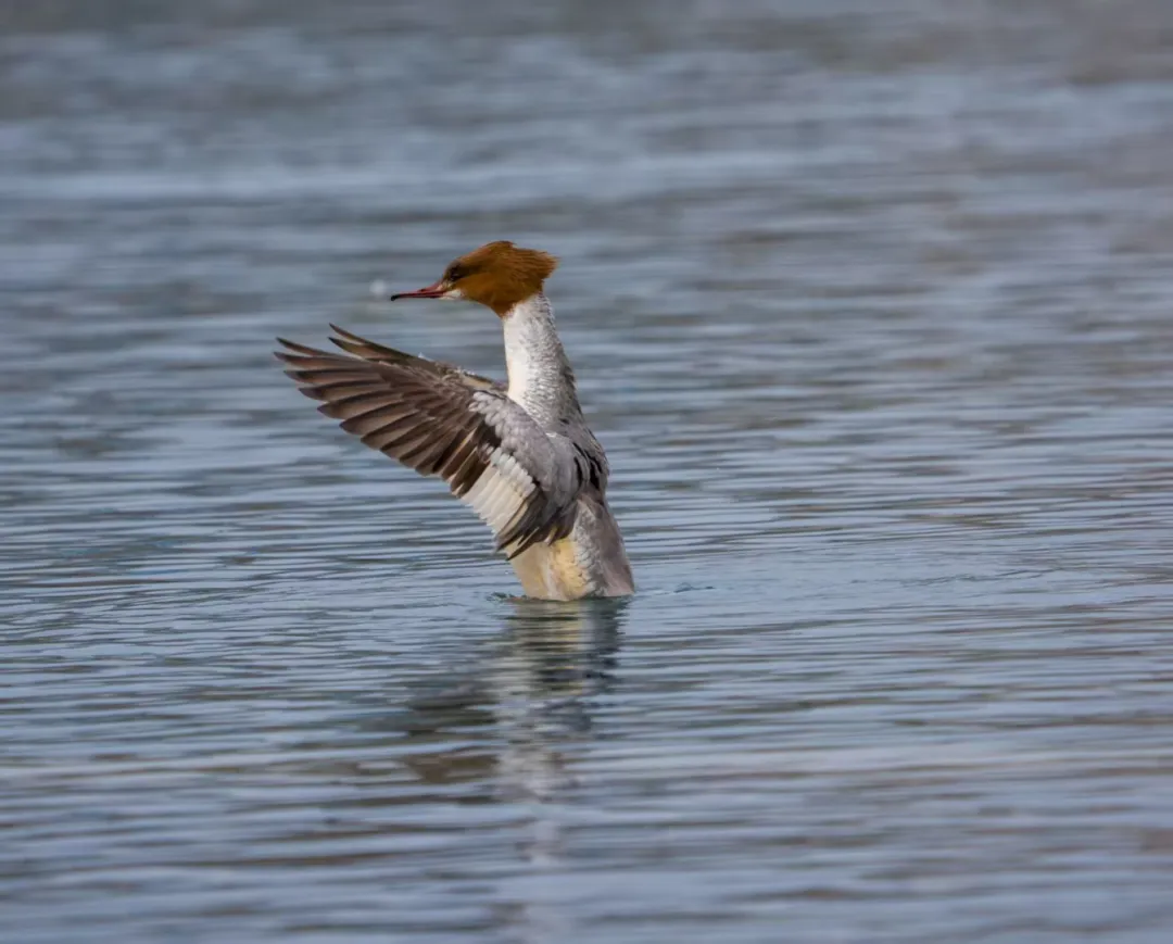7只野生白天鵝驚現(xiàn)蓮花池公園！北京城區(qū)濕地迎來 “生態(tài)貴客”！