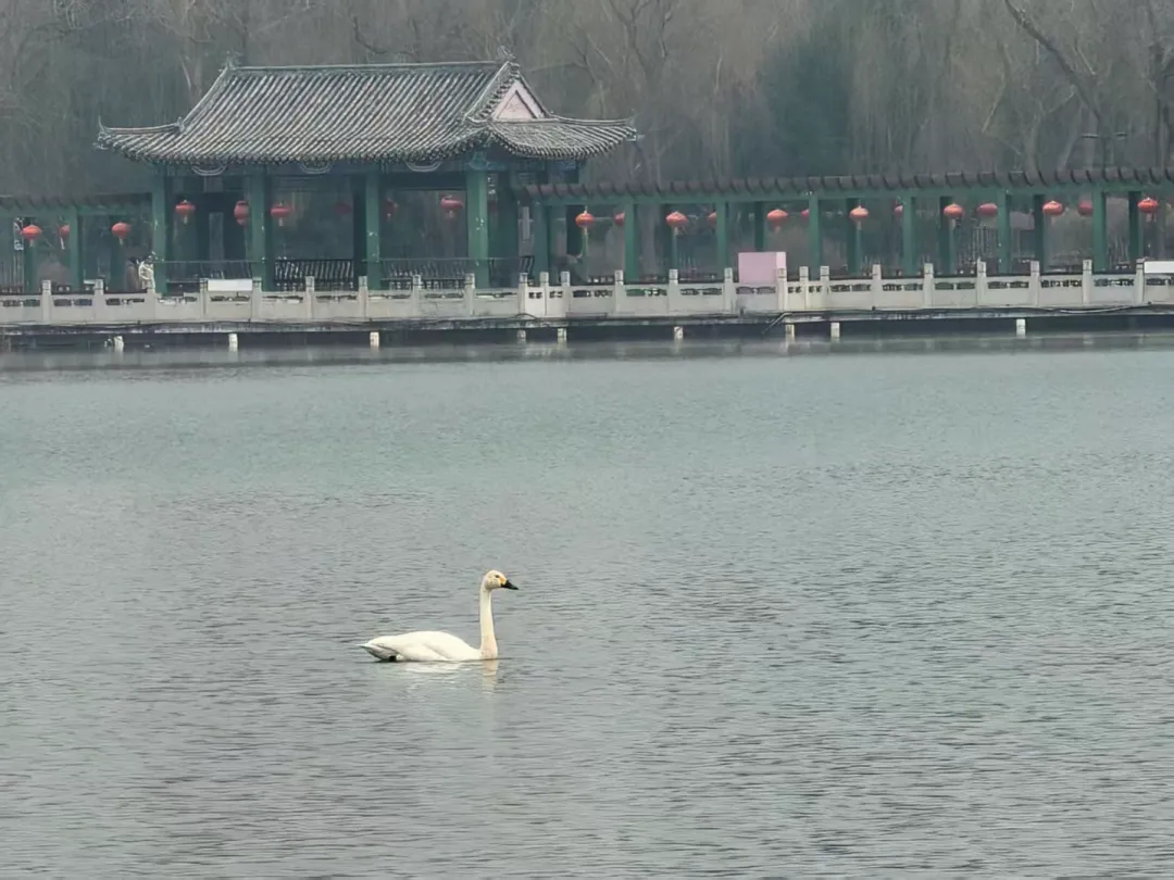 7只野生白天鵝驚現(xiàn)蓮花池公園！北京城區(qū)濕地迎來 “生態(tài)貴客”！