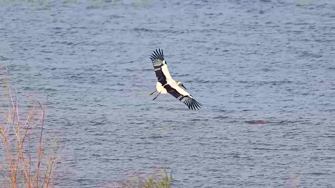 生態(tài)房山又添貴客！50余只“鳥(niǎo)中大熊貓”東方白鸛驚艷亮相永定河