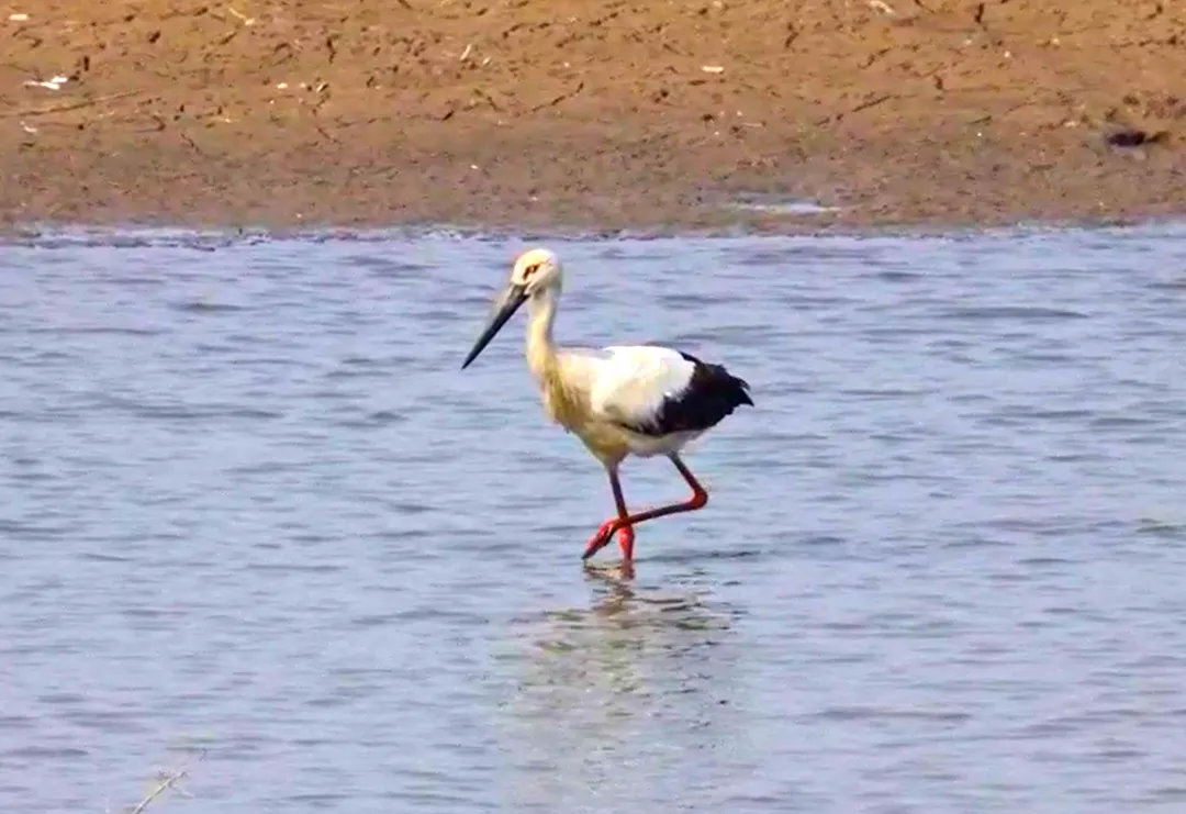 生態(tài)房山又添貴客！50余只“鳥(niǎo)中大熊貓”東方白鸛驚艷亮相永定河