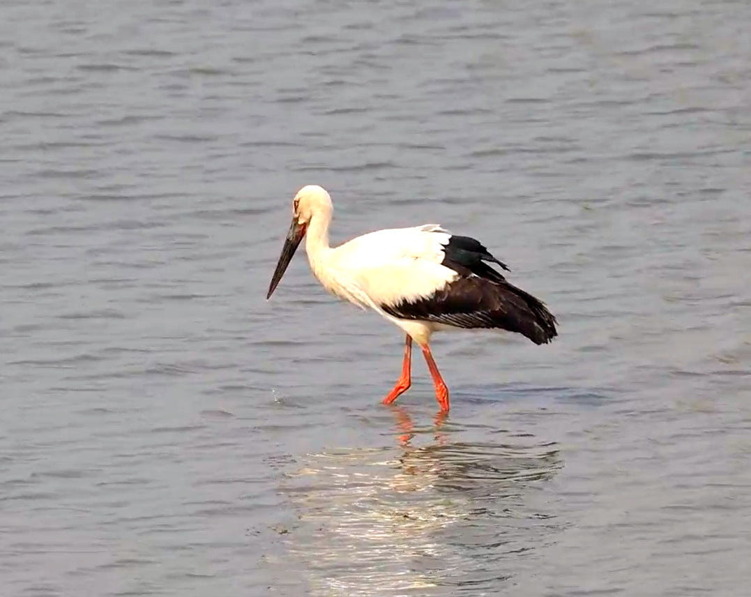 生態(tài)房山又添貴客！50余只“鳥(niǎo)中大熊貓”東方白鸛驚艷亮相永定河