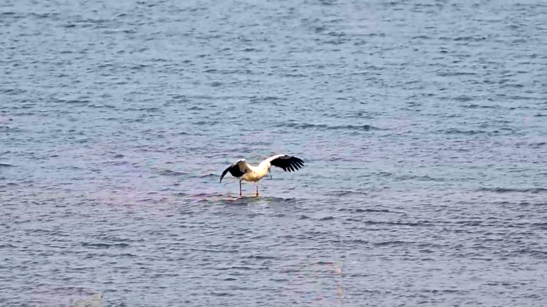 生態(tài)房山又添貴客！50余只“鳥(niǎo)中大熊貓”東方白鸛驚艷亮相永定河