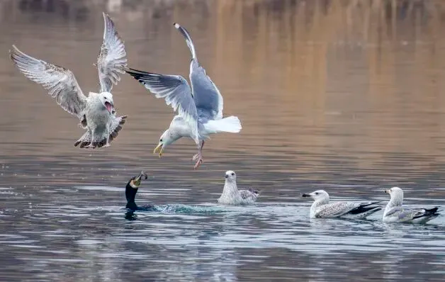 通州現(xiàn)有近400種鳥！這些“稀客”您不一定見過——