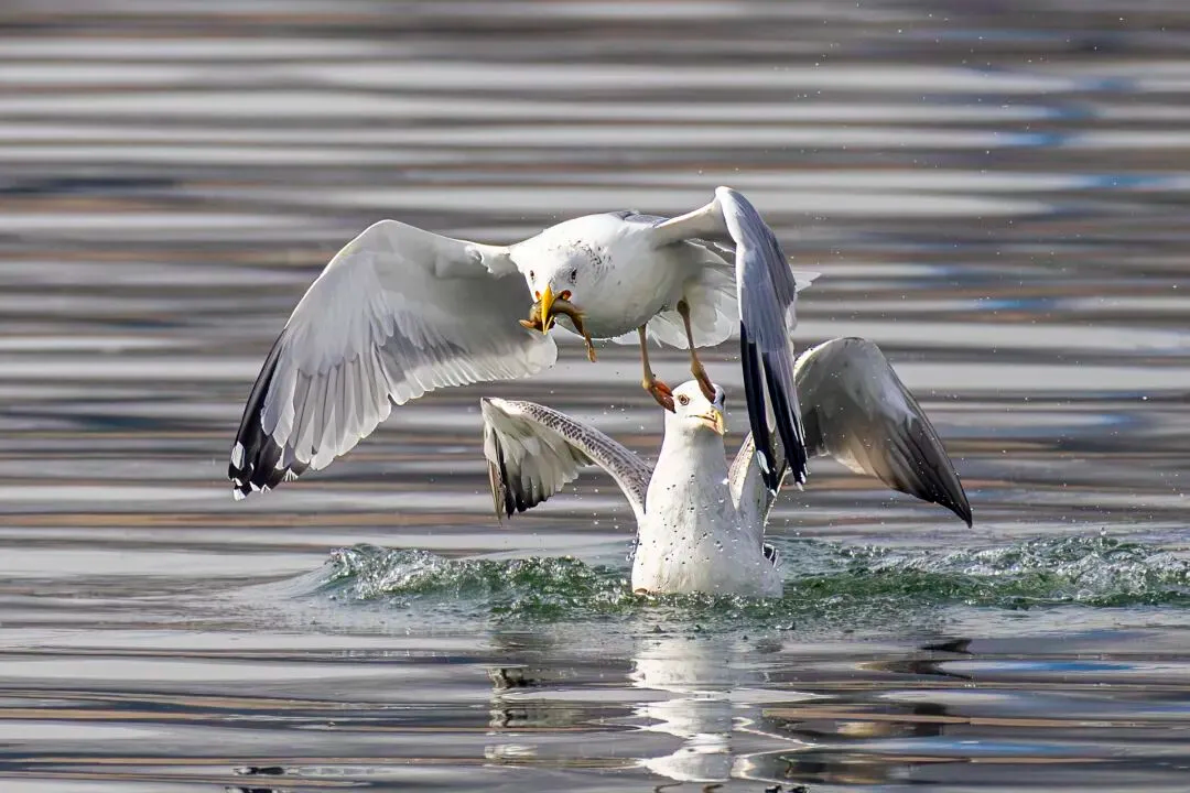 通州現(xiàn)有近400種鳥！這些“稀客”您不一定見過——