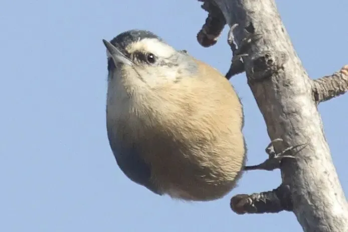 通州現(xiàn)有近400種鳥！這些“稀客”您不一定見過——
