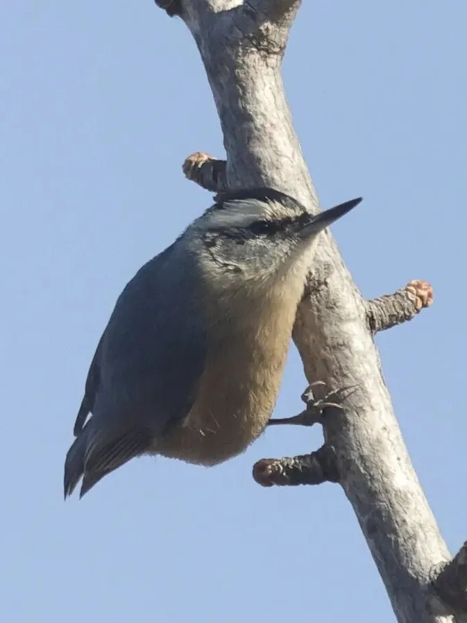 通州現(xiàn)有近400種鳥！這些“稀客”您不一定見過——