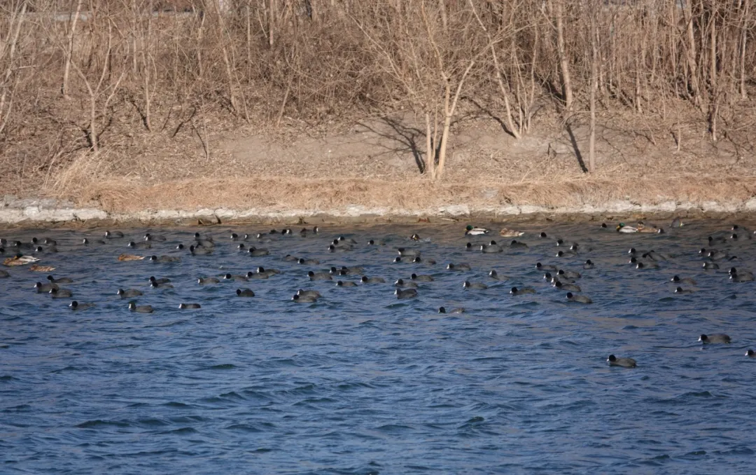 通州現(xiàn)有近400種鳥！這些“稀客”您不一定見過——