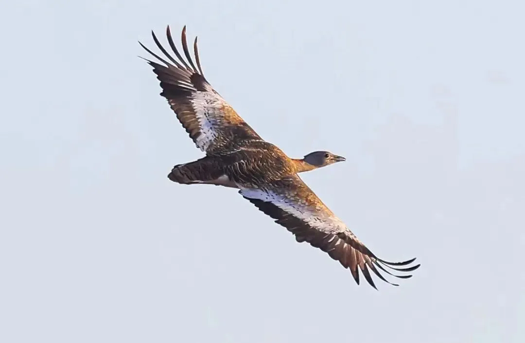 通州現(xiàn)有近400種鳥！這些“稀客”您不一定見過——