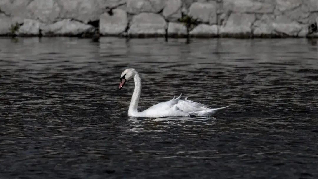 通州現(xiàn)有近400種鳥！這些“稀客”您不一定見過——