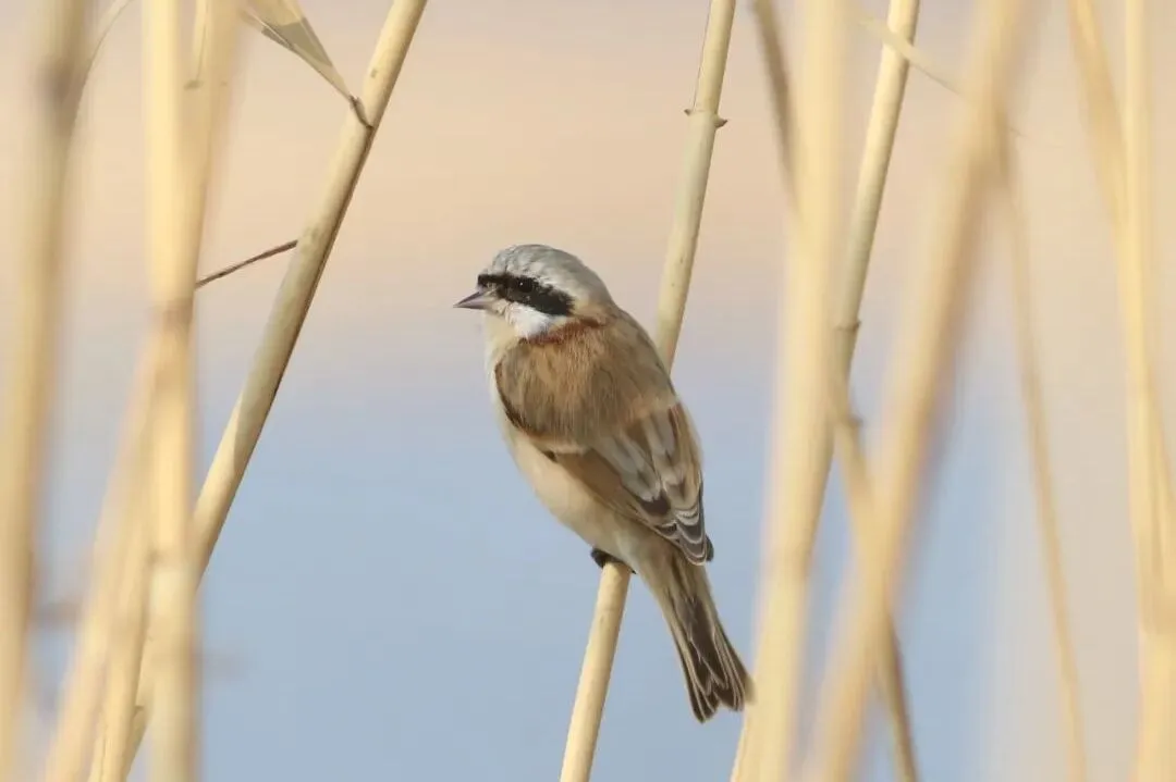 通州現(xiàn)有近400種鳥！這些“稀客”您不一定見過——