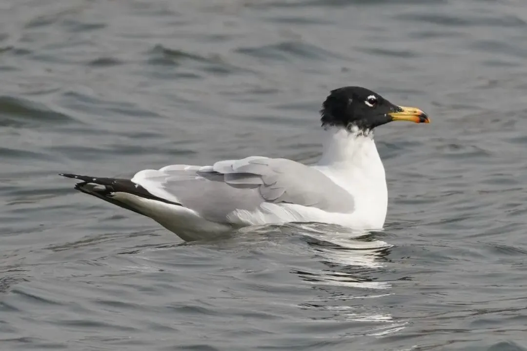 通州現(xiàn)有近400種鳥！這些“稀客”您不一定見過——