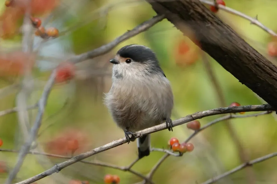 通州現(xiàn)有近400種鳥！這些“稀客”您不一定見過——