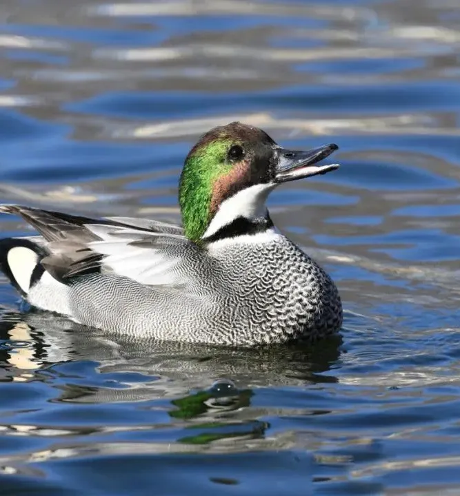 北宮國家森林公園