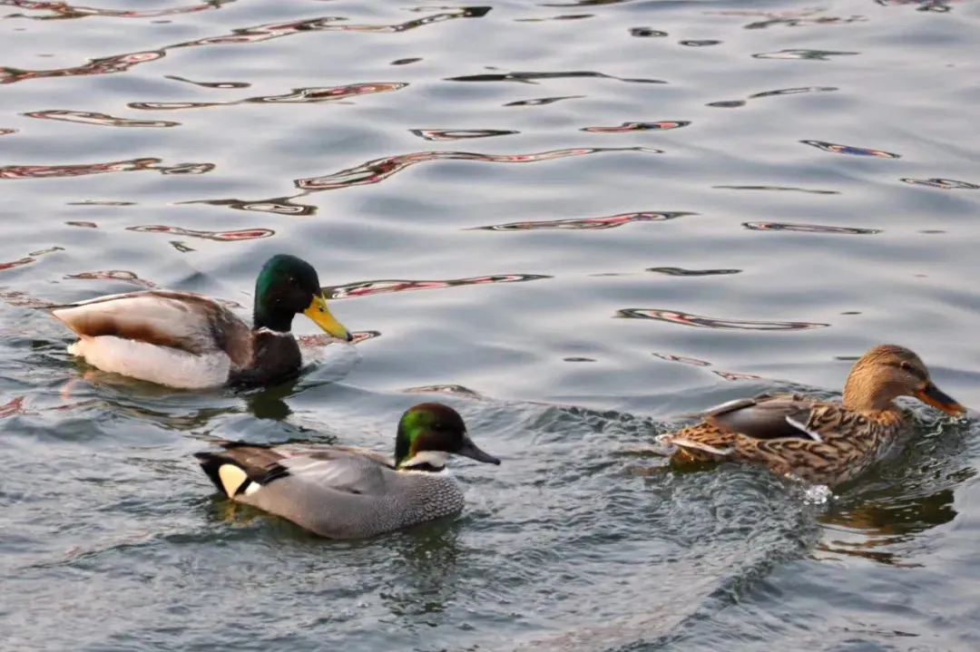 北宮國家森林公園