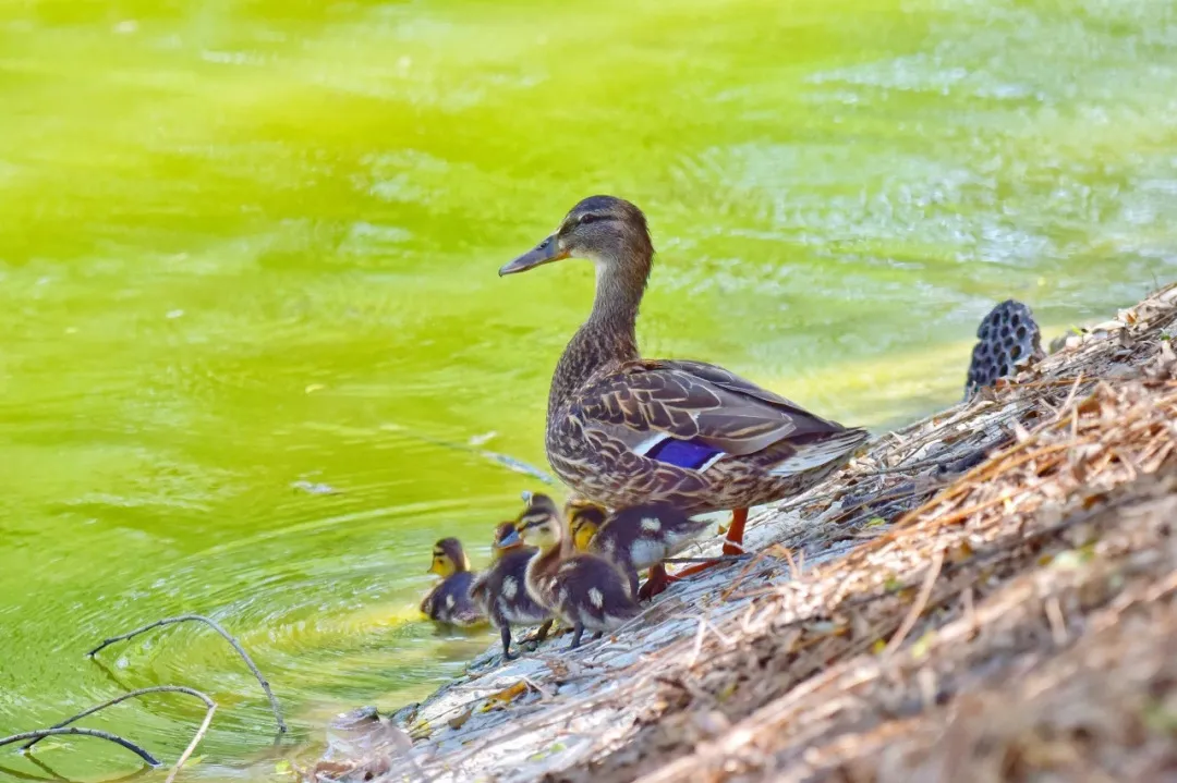 南苑森林濕地公園