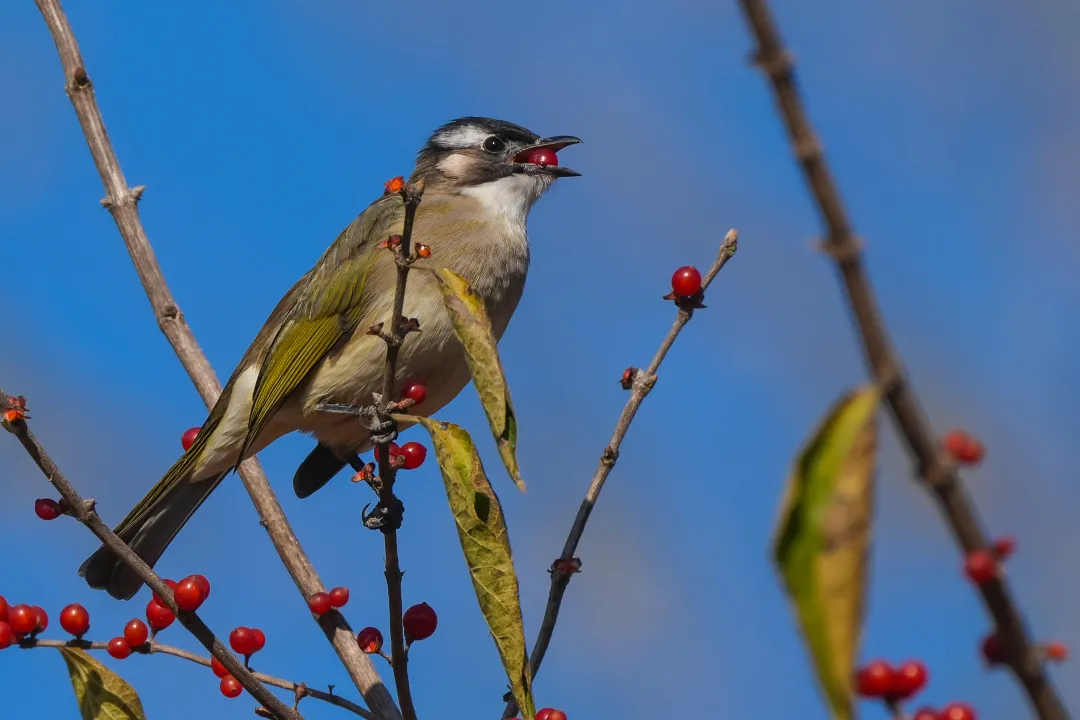 冬日豐臺(tái)觀鳥 超全攻略來了——