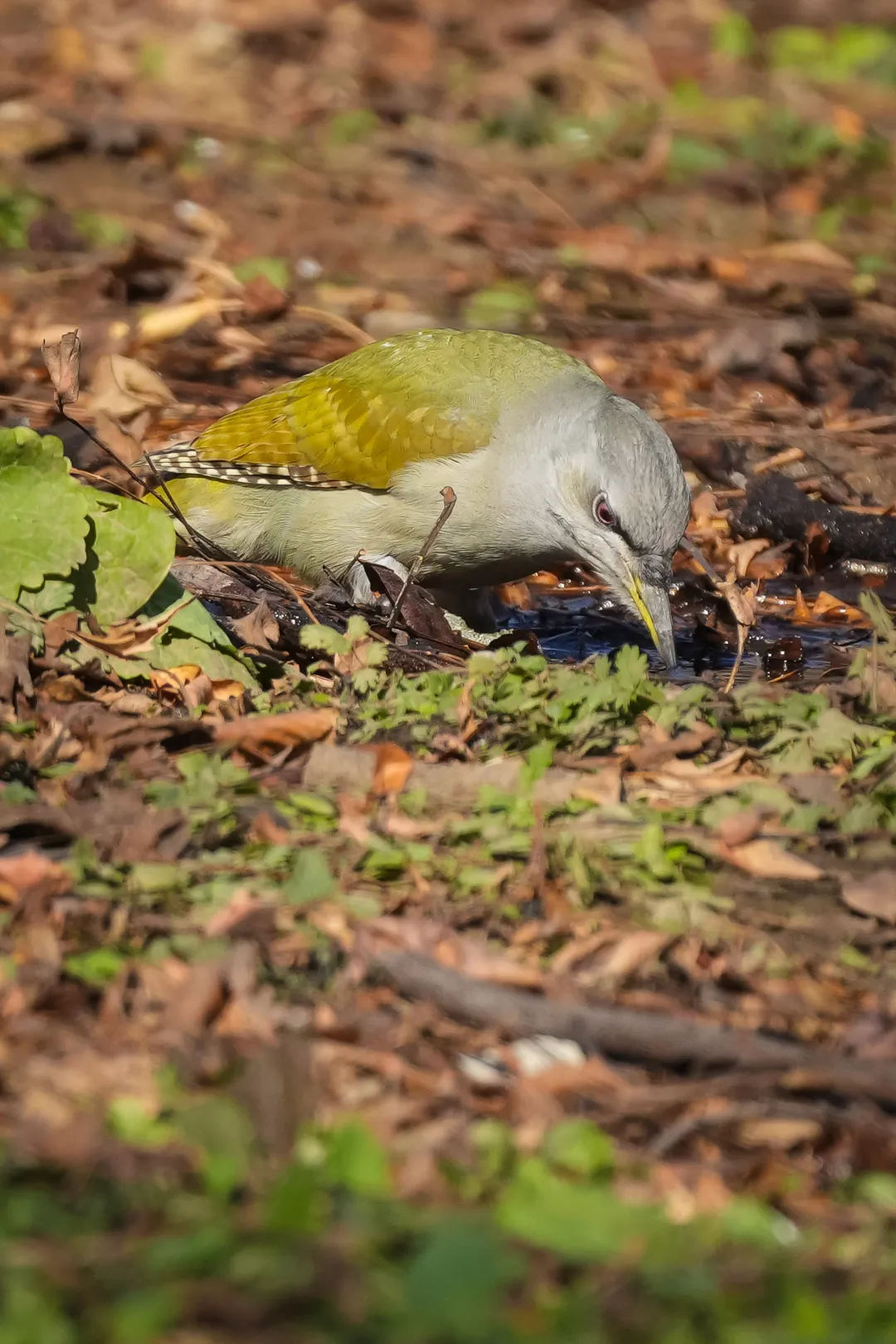 冬日豐臺(tái)觀鳥 超全攻略來了——