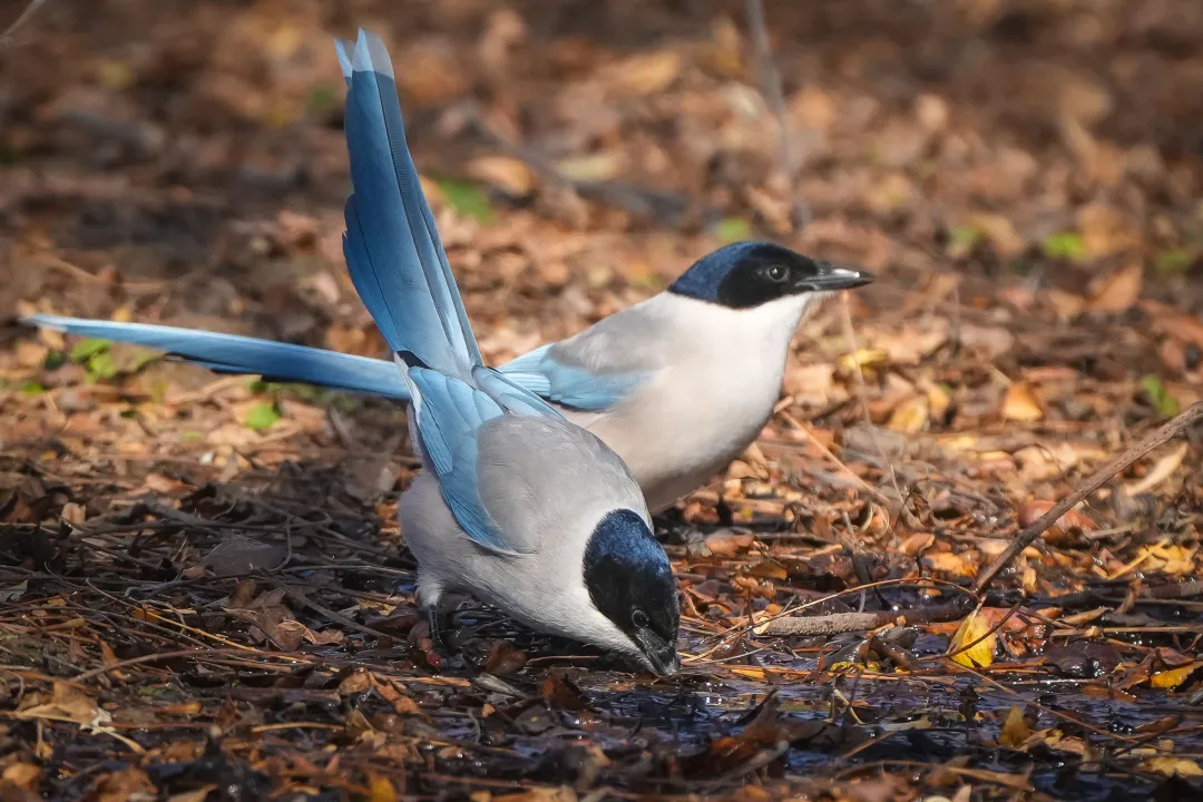冬日豐臺(tái)觀鳥 超全攻略來了——