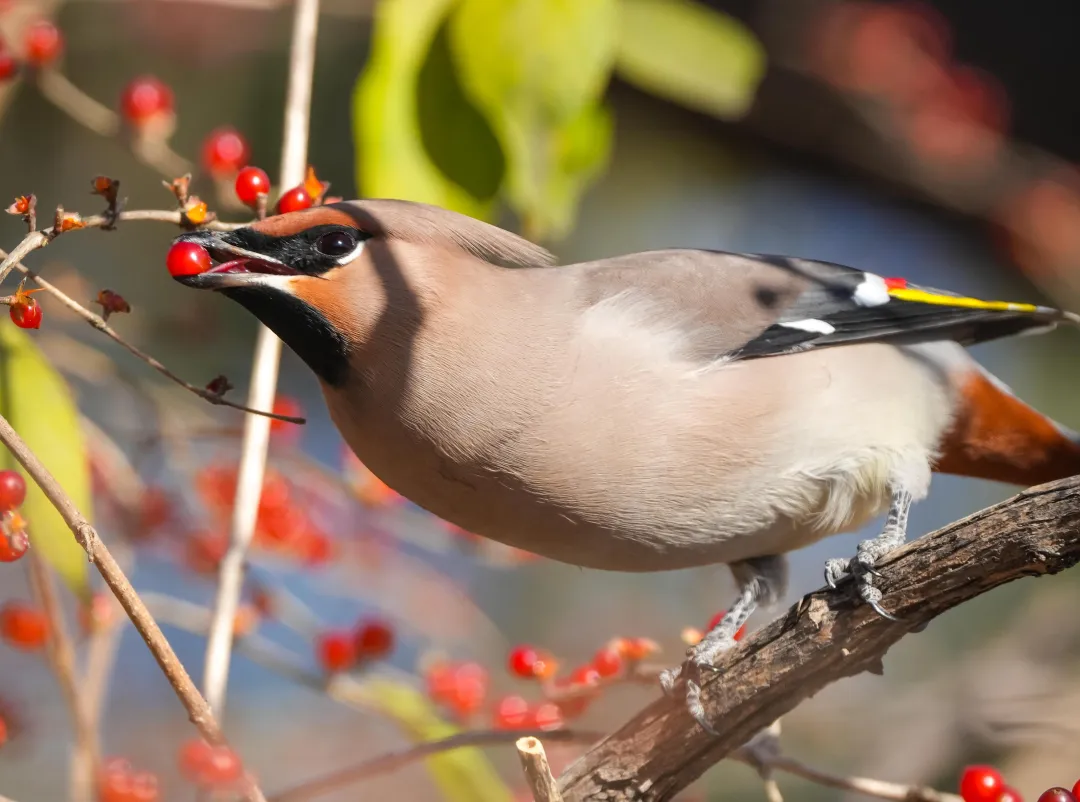 冬日豐臺(tái)觀鳥 超全攻略來了——