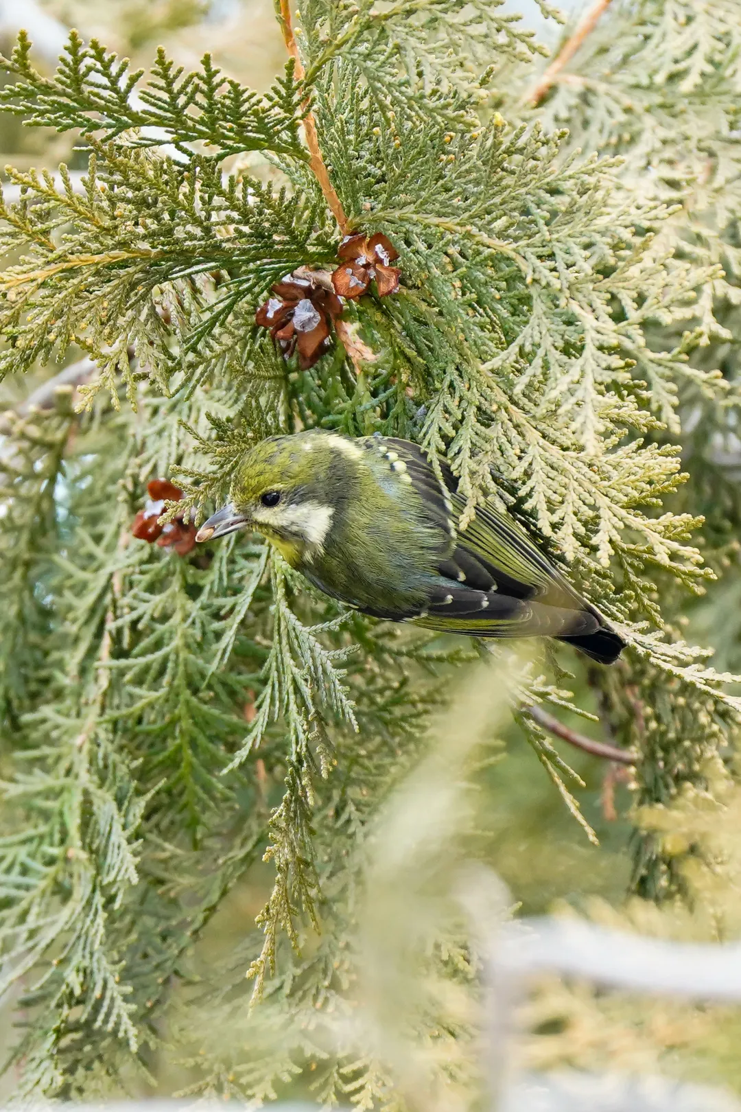 冬日豐臺(tái)觀鳥 超全攻略來了——