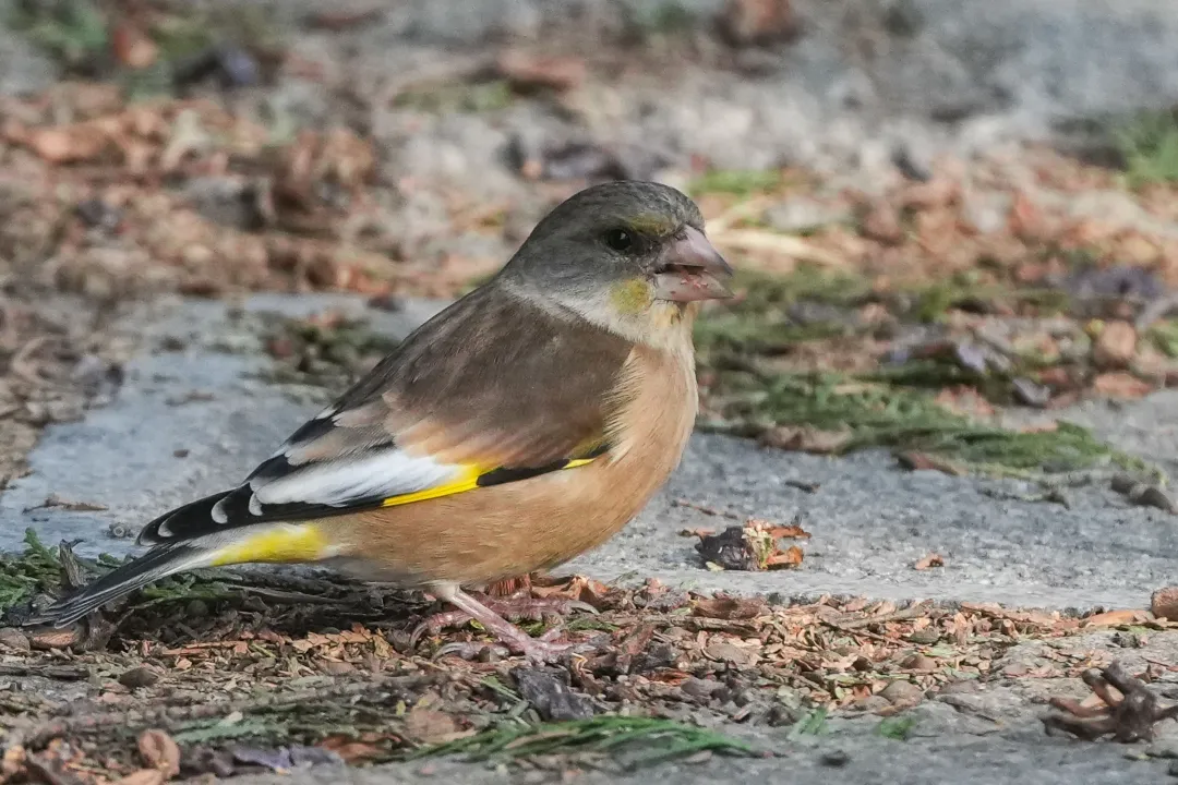 冬日豐臺(tái)觀鳥 超全攻略來了——