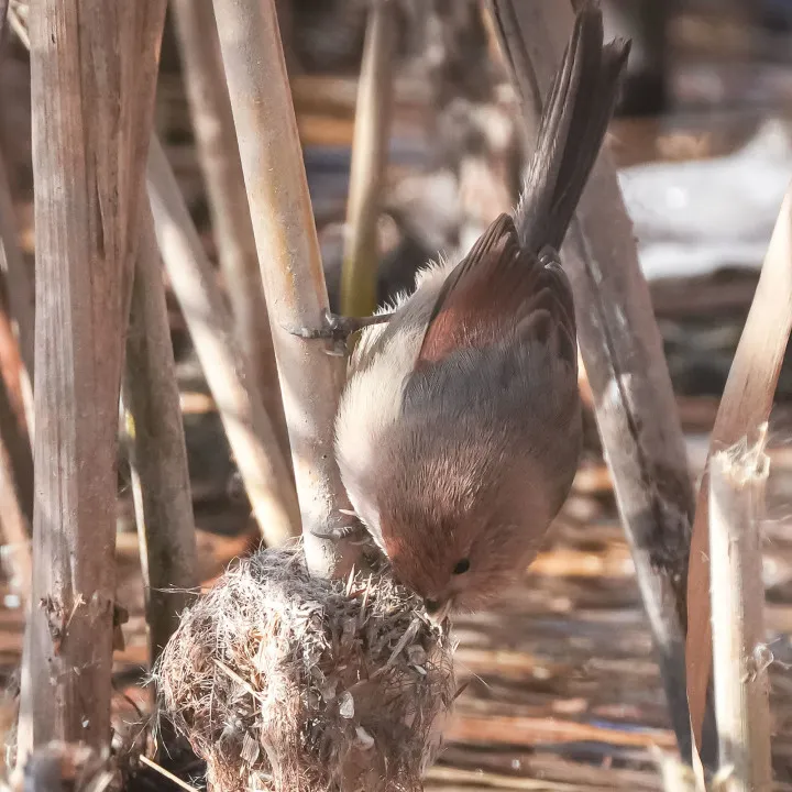 冬日豐臺(tái)觀鳥 超全攻略來了——