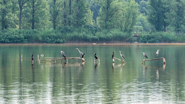 翠湖濕地鳥類云集