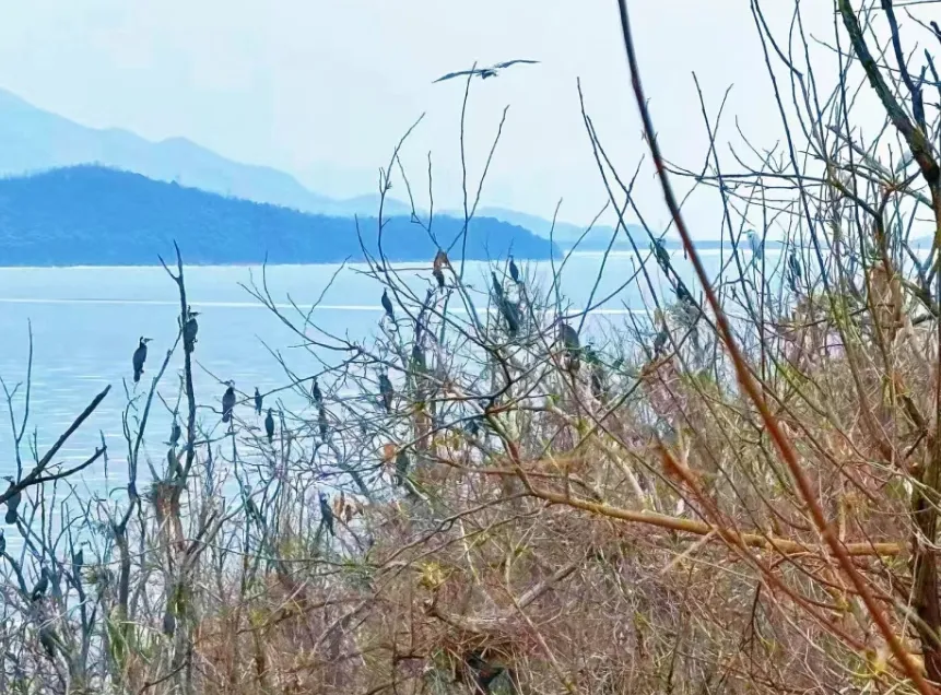 密云鳥島首批“老熟人”報(bào)到！