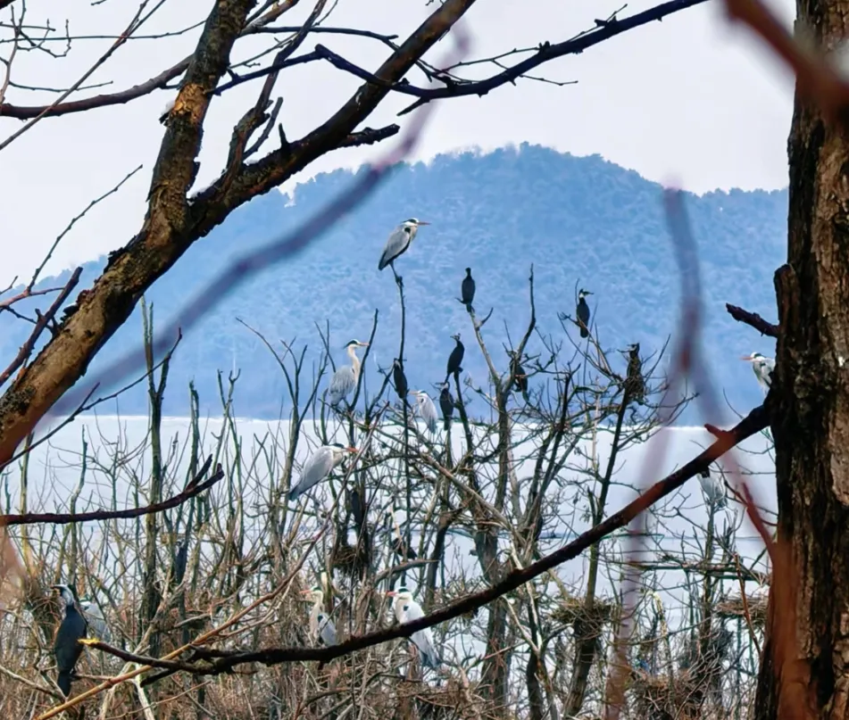 密云鳥島首批“老熟人”報(bào)到！