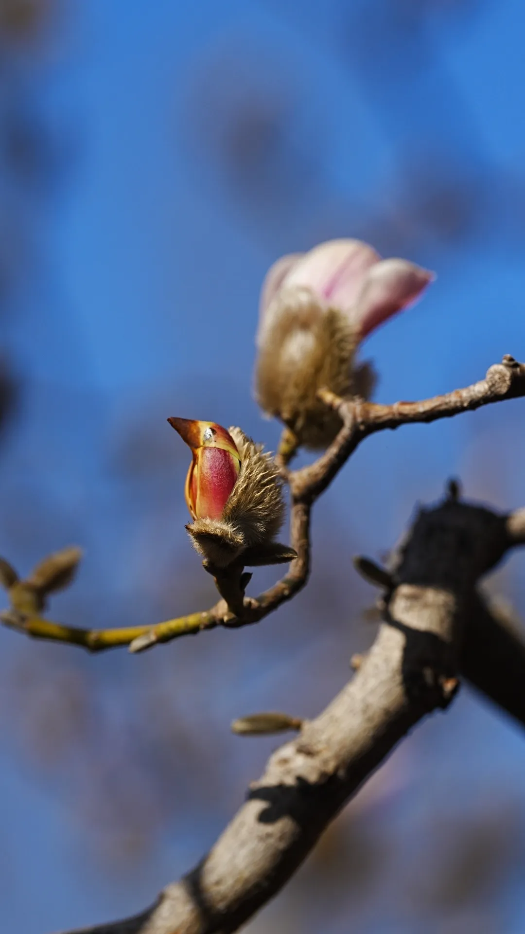 瞧 北京國際雕塑公園的“小鳥玉蘭”破殼啦！
