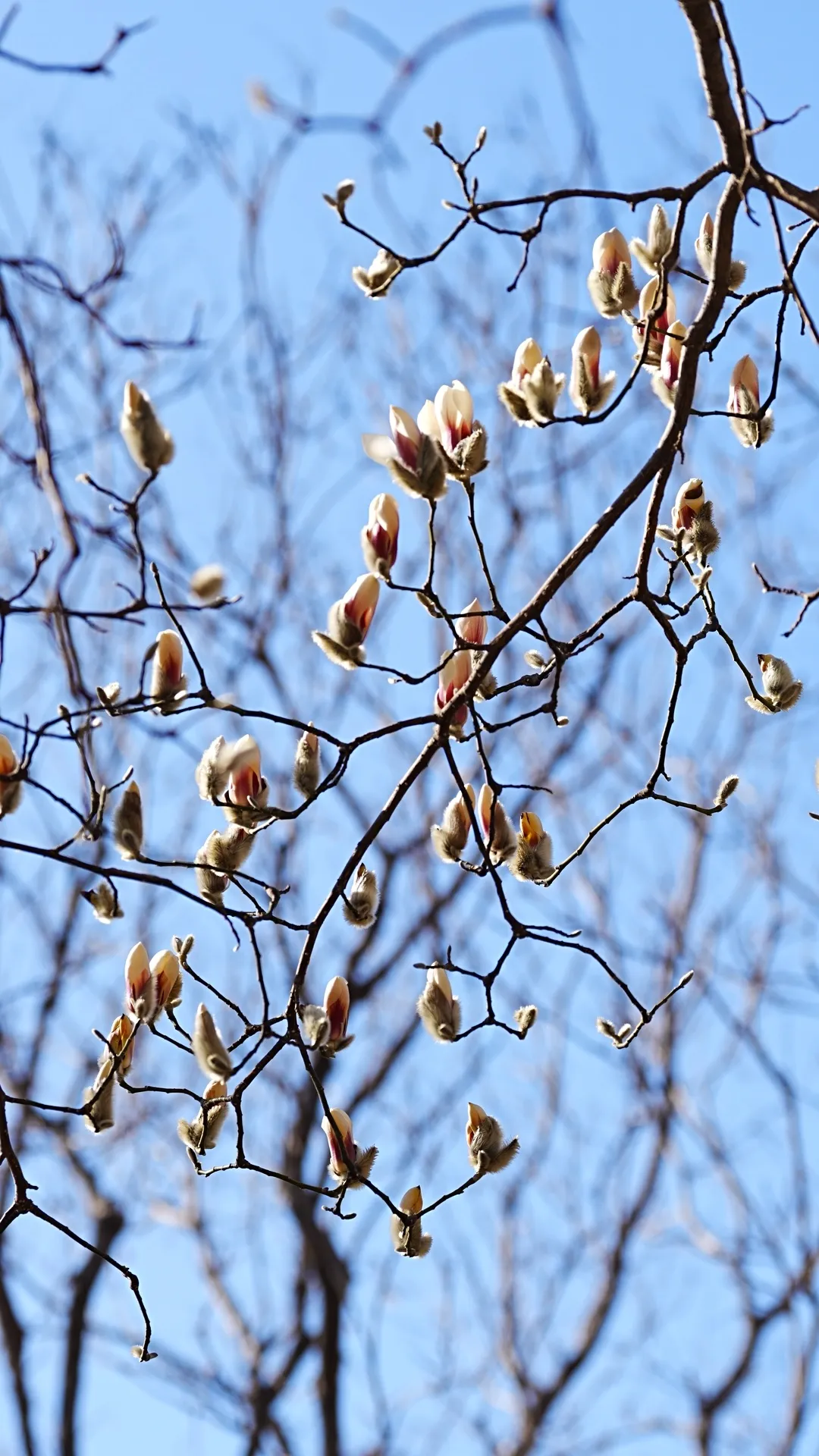瞧 北京國際雕塑公園的“小鳥玉蘭”破殼啦！
