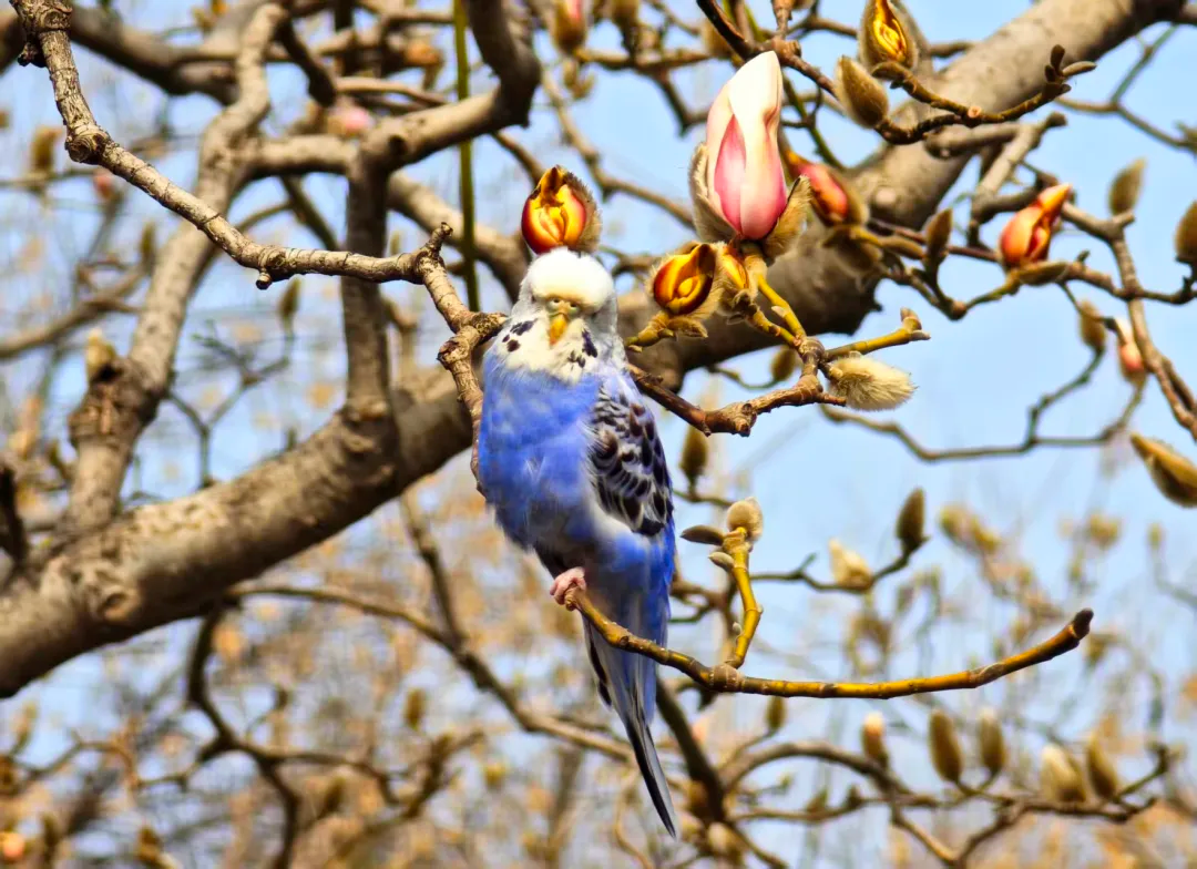 瞧 北京國際雕塑公園的“小鳥玉蘭”破殼啦！