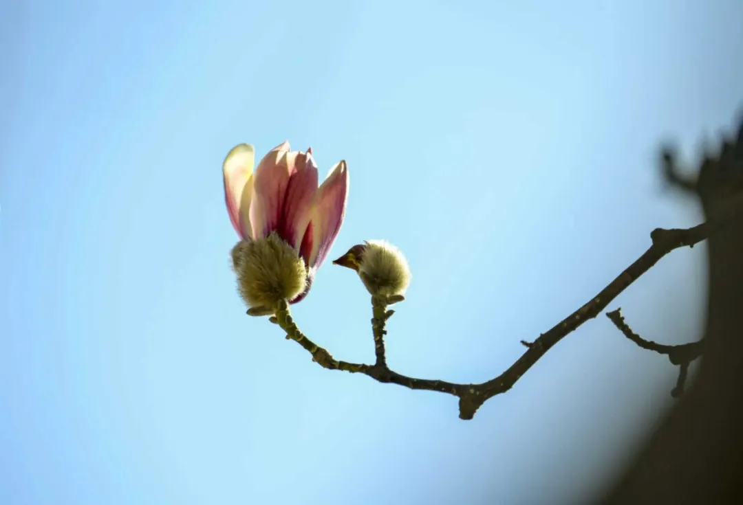 瞧 北京國際雕塑公園的“小鳥玉蘭”破殼啦！