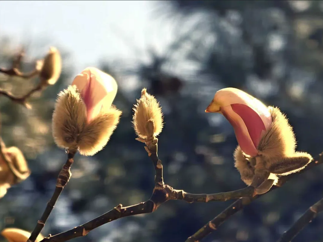 瞧 北京國際雕塑公園的“小鳥玉蘭”破殼啦！