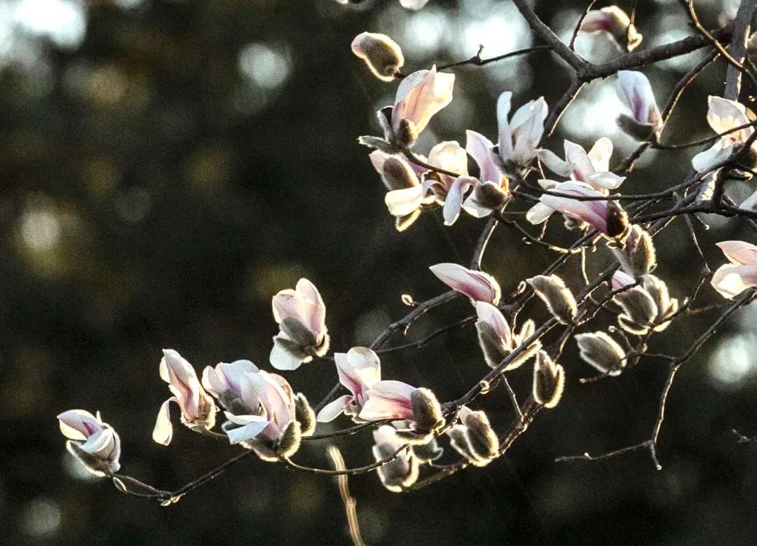 瞧 北京國際雕塑公園的“小鳥玉蘭”破殼啦！