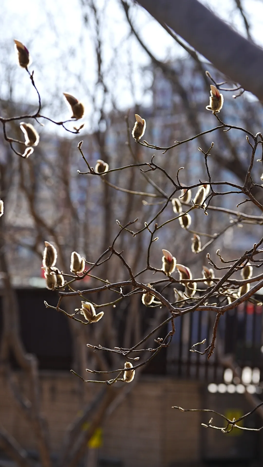 瞧 北京國際雕塑公園的“小鳥玉蘭”破殼啦！