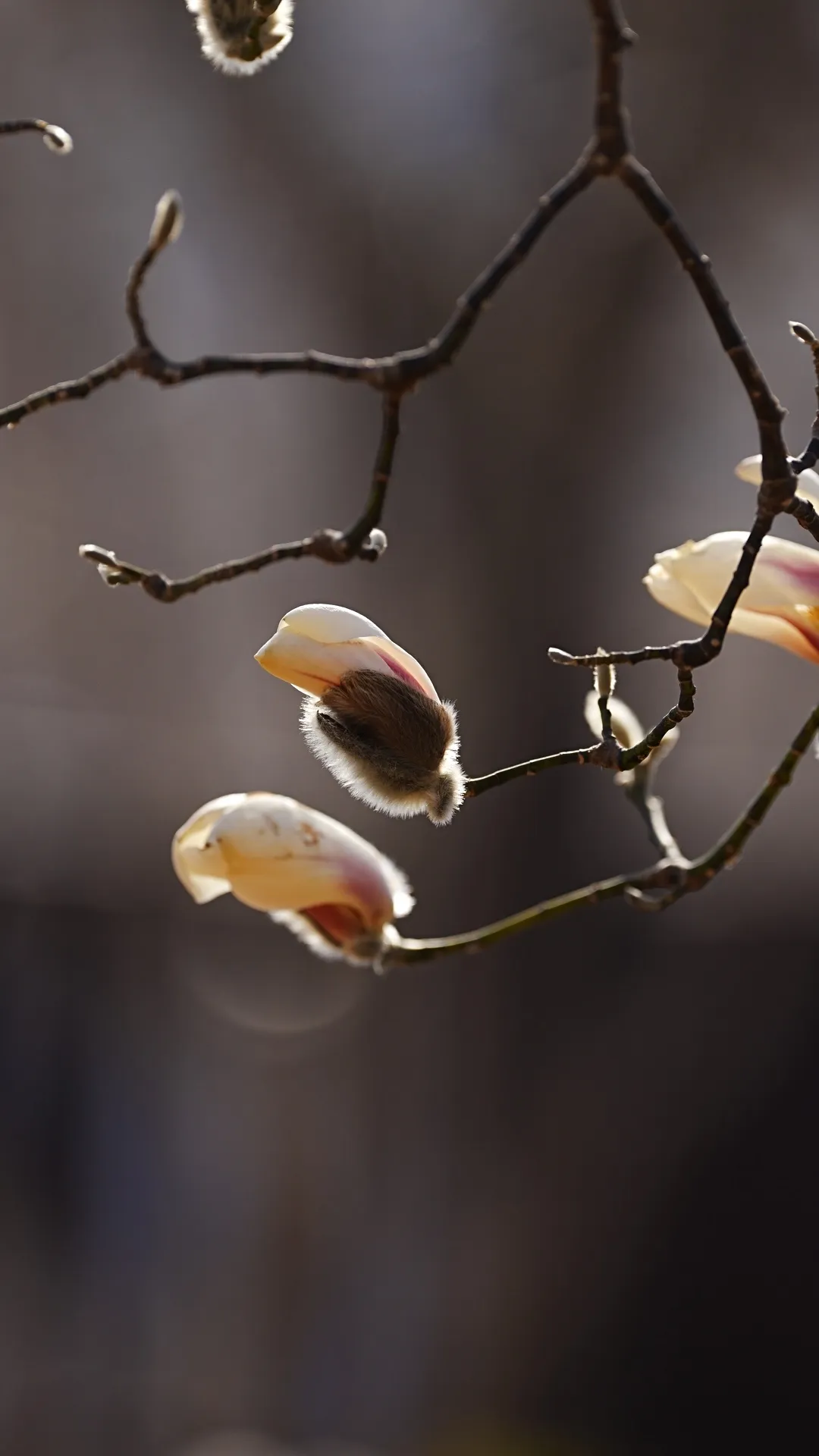瞧 北京國際雕塑公園的“小鳥玉蘭”破殼啦！