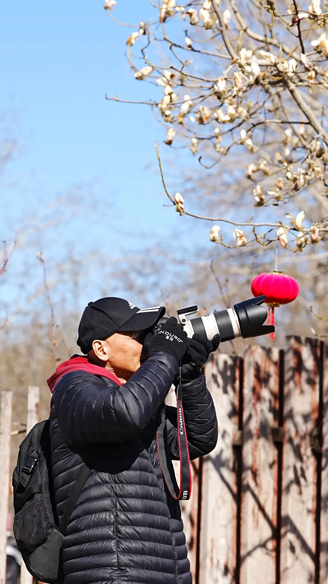 瞧 北京國際雕塑公園的“小鳥玉蘭”破殼啦！
