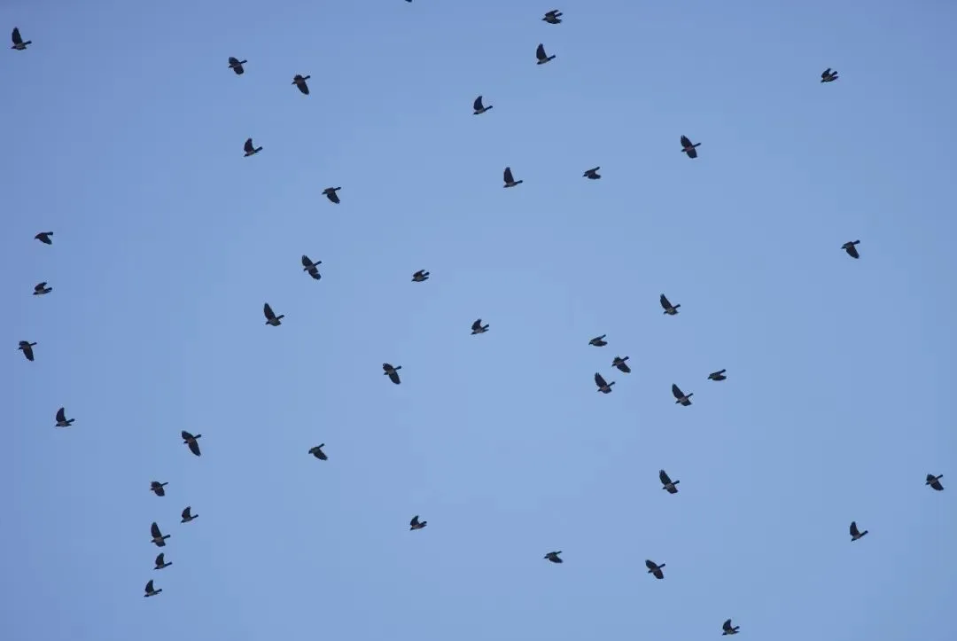 春暖花開 遷徙啟幕！來一場治愈系春日觀鳥行吧！