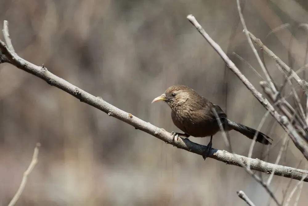 春暖花開 遷徙啟幕！來一場治愈系春日觀鳥行吧！