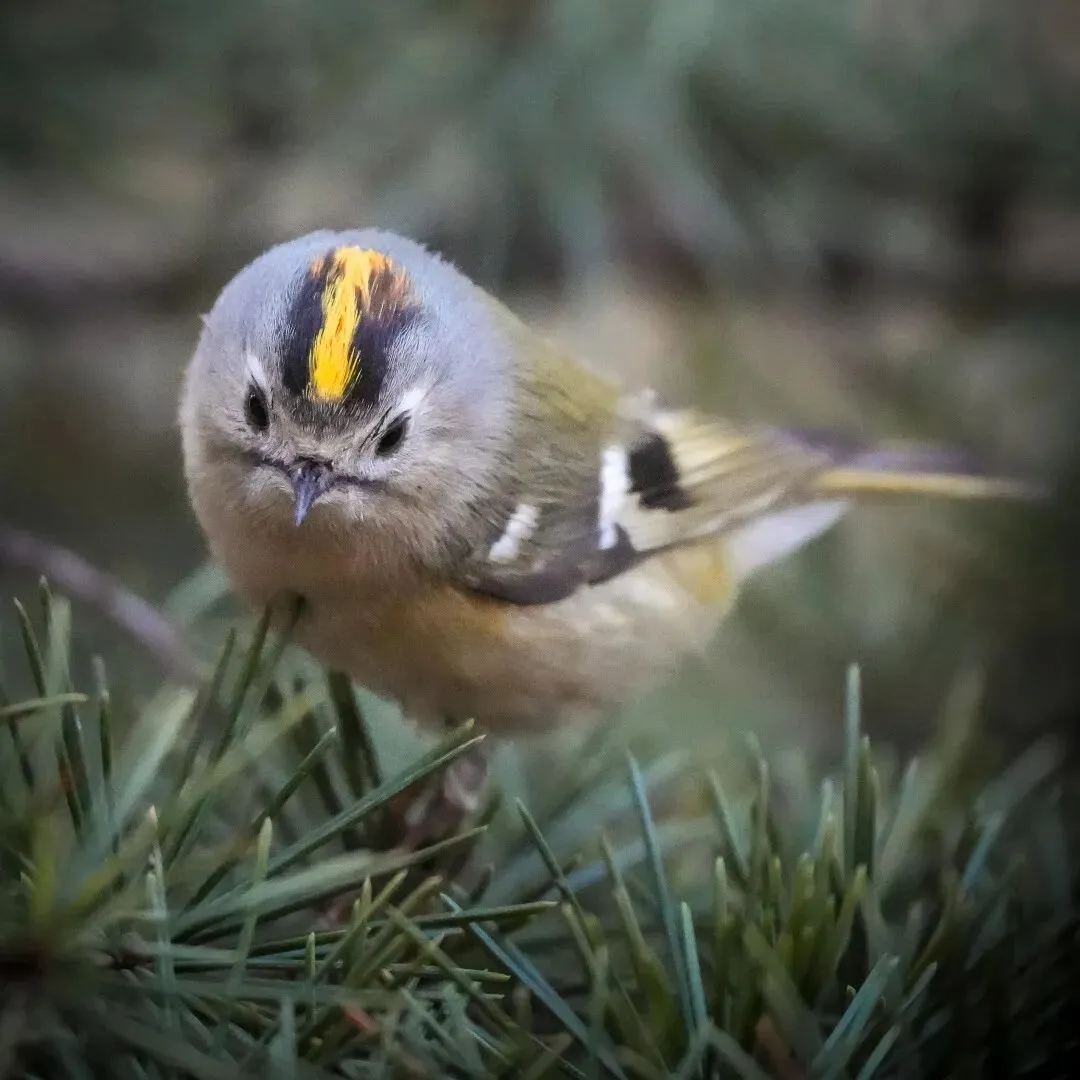 春暖花開 遷徙啟幕！來一場治愈系春日觀鳥行吧！