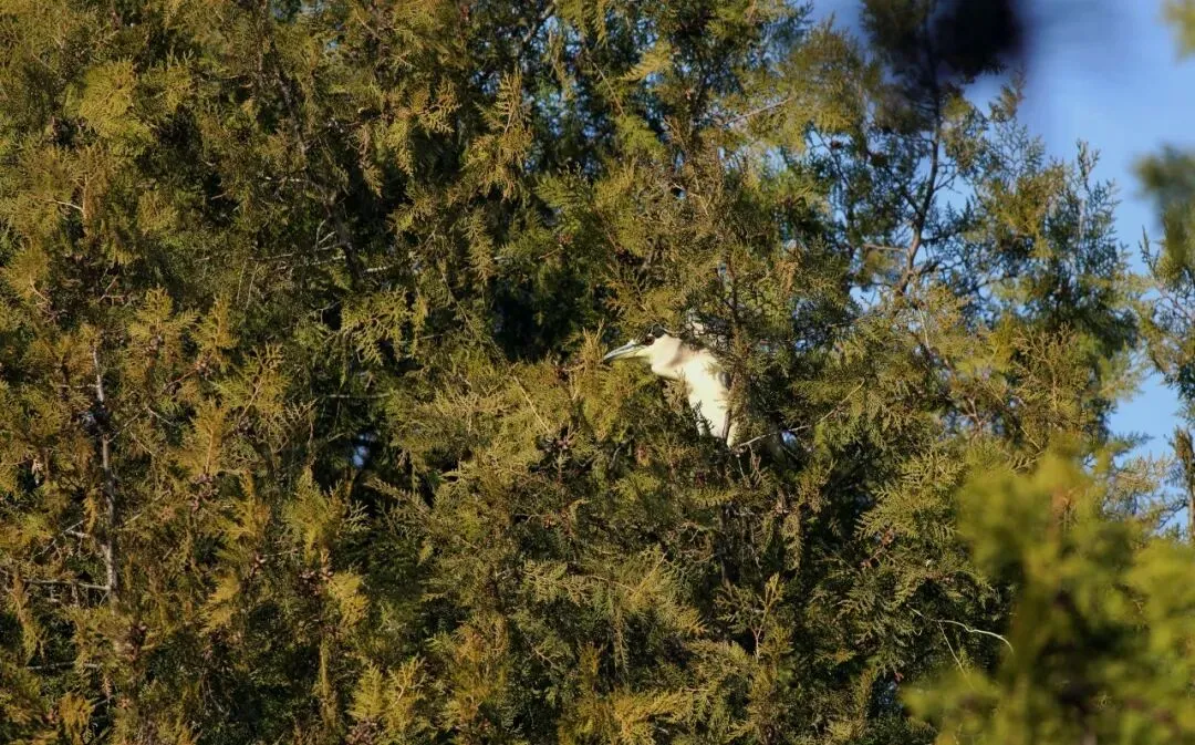 春暖花開 遷徙啟幕！來一場治愈系春日觀鳥行吧！